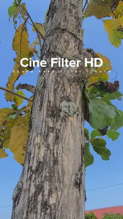 Cinematic Estetik