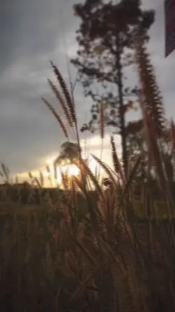 เพลงสากอ