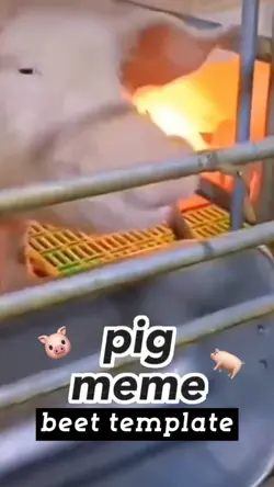 pig meme🐷