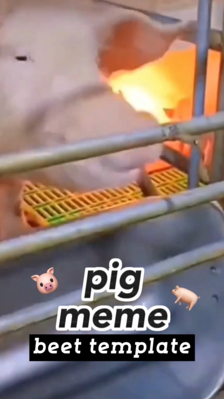 Meme de porco🐷