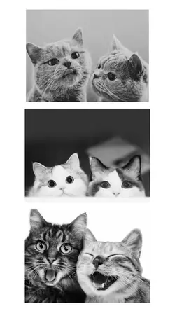Hitam Putih trend