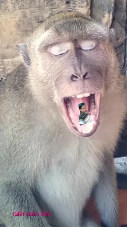 monyet nguap