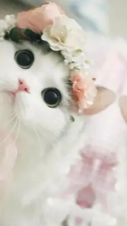 cute cat