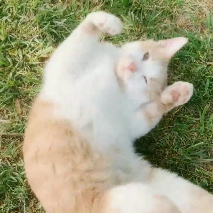 soft