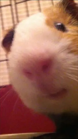 nhạc cư tê nhiều ảnh