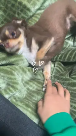 울 집 강아지😍