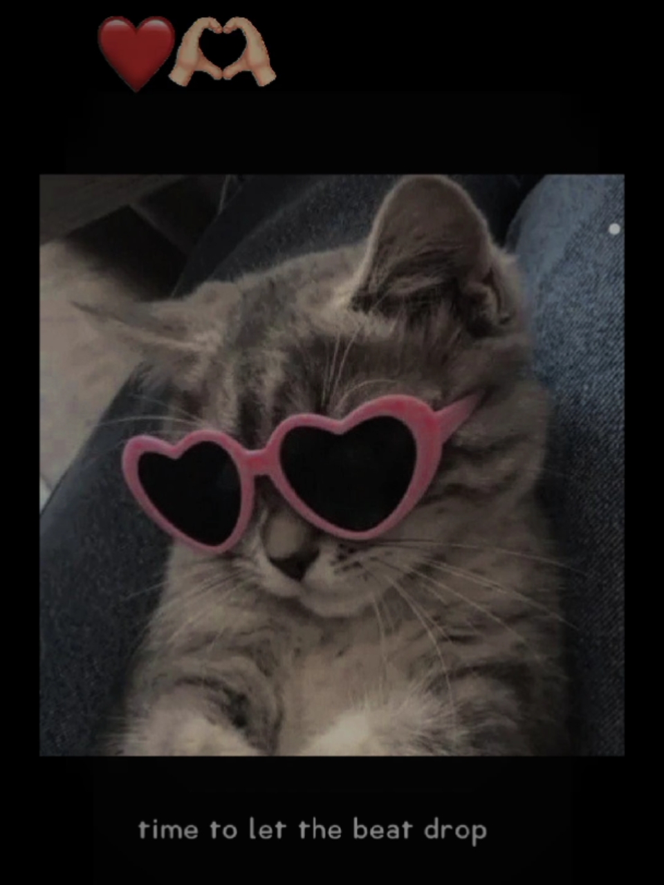 Lindo gato