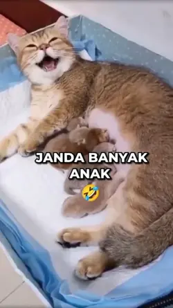 versi kucing janda