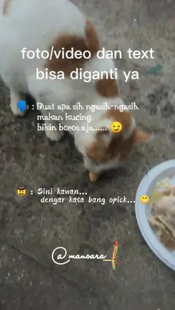 cat street feeding