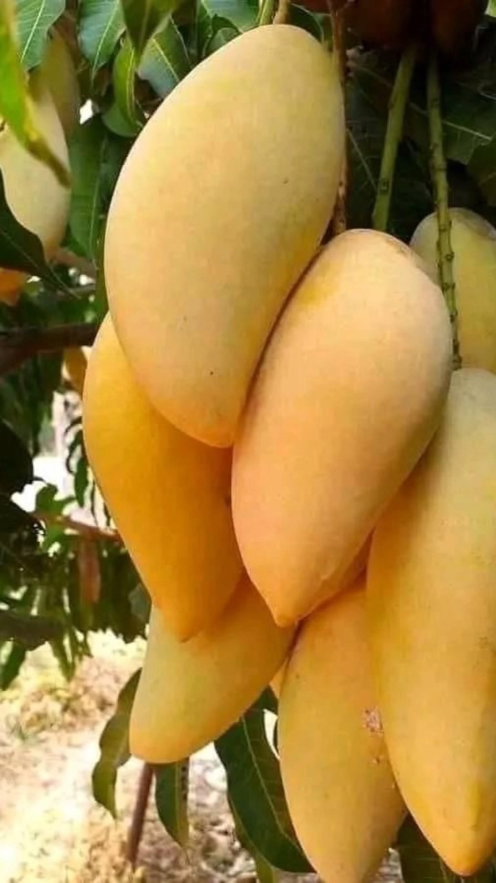 Manga Fruta