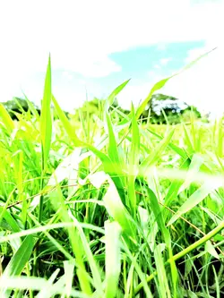 Nature ft music