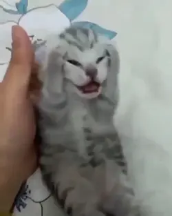 kucing meme