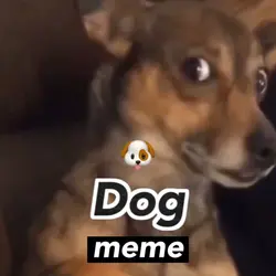 dog meme 🐶