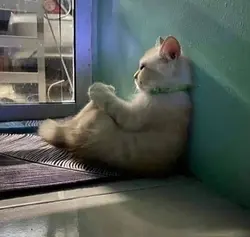 sad cat 