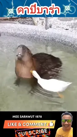 คาปีบาร่า