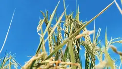 cinematic sawah pagi