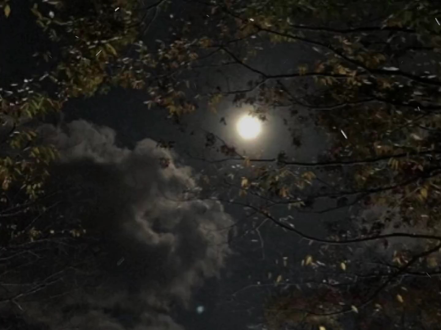 Moon