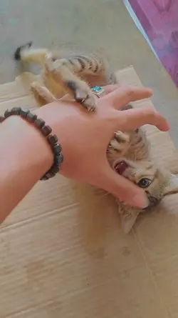 kungfu ama kucing