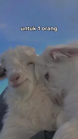 meme kambing sapi