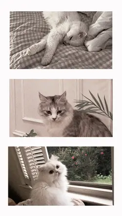 Aesthetic
