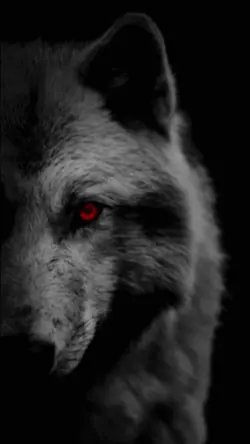 Wolve edit 🐺🖤