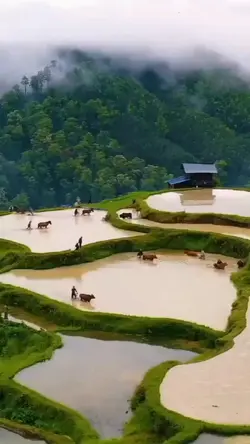 suasana desa