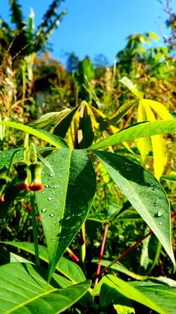 cinematic HD | kebon