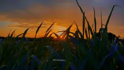 Video story