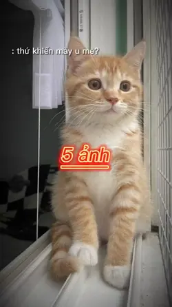 Thêm 5 Ảnh