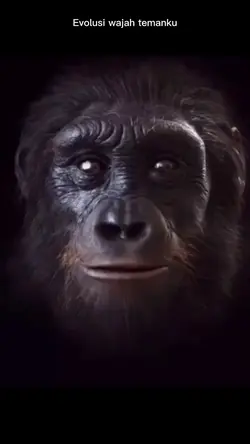 evolusi wajah