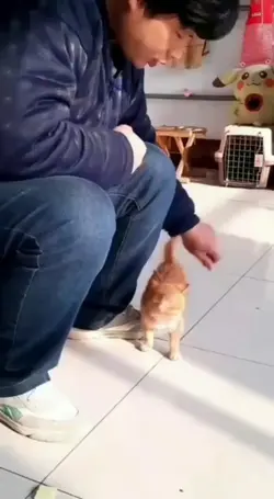 cut bngget kucingnya