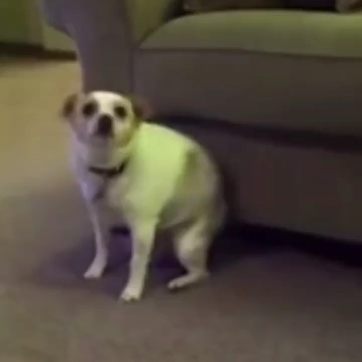 dog dancing