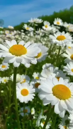 1วิดิโอ+5รูป