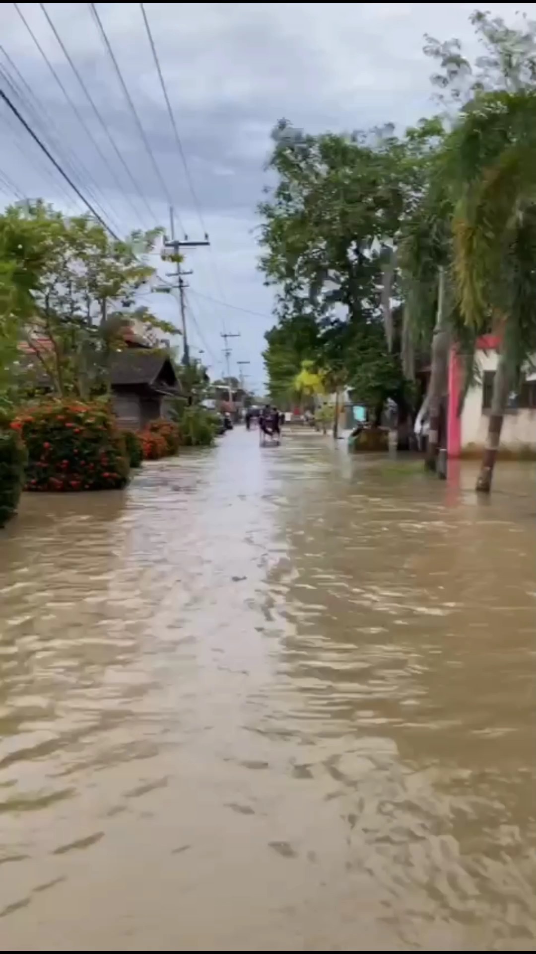 kalsel sedng brduka