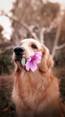 dog 