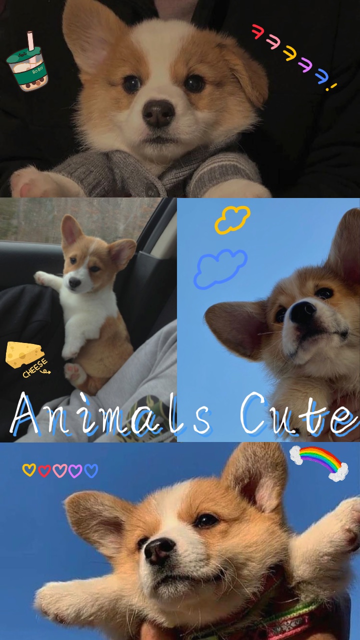 Animales lindos 🥰