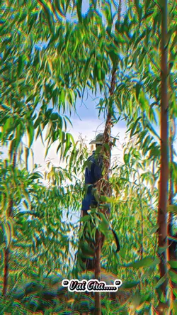 Cha gánh nắng gồng..