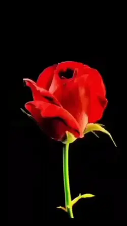 foto dalam bunga