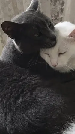 ภาพเลื่อน😻| ใช้7รูป