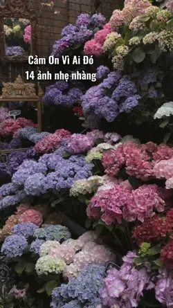 Cảm Ơn Vì Ai Đó