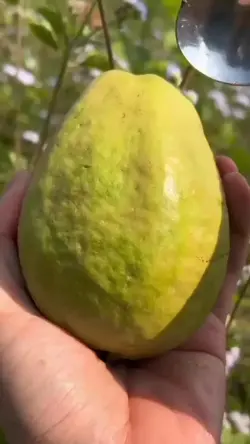 jambu manis