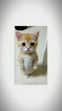 11 pics