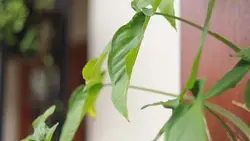 Prewedding Cinematic