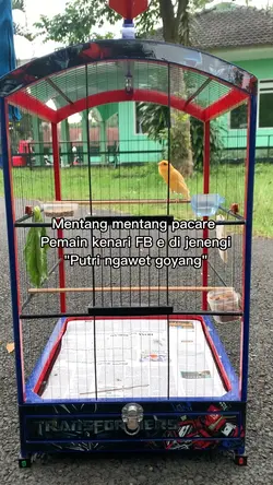 Mentang mentang