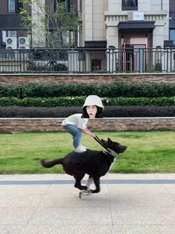 mẫu bựa