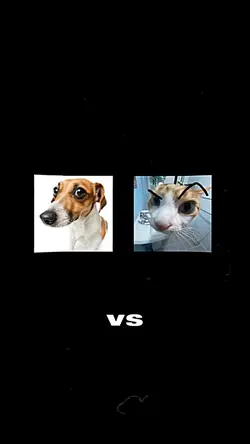 Dog Vs Cat