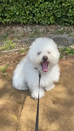 ボロニーズのマロン