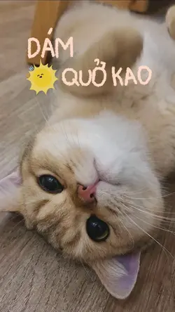 Voice mèo càm ràm