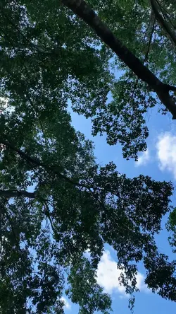 Mini vlog