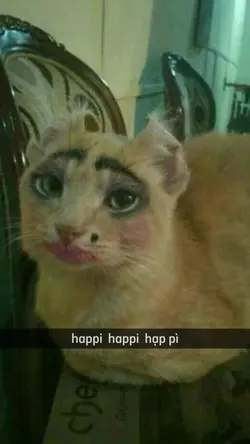 kiwi happi